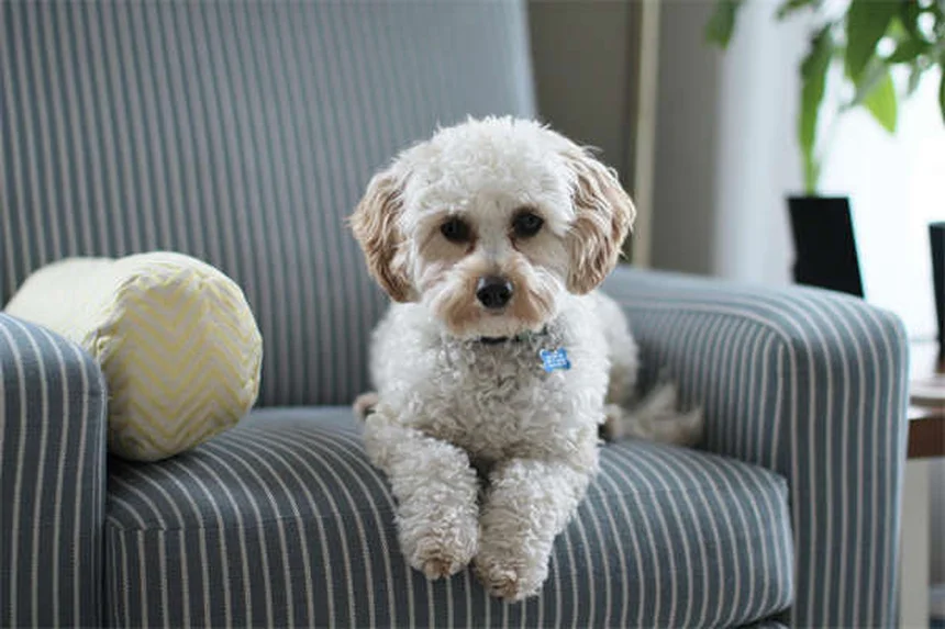 犬の服従訓練のコツ5選：基本から獣医訪問対策まで徹底解説