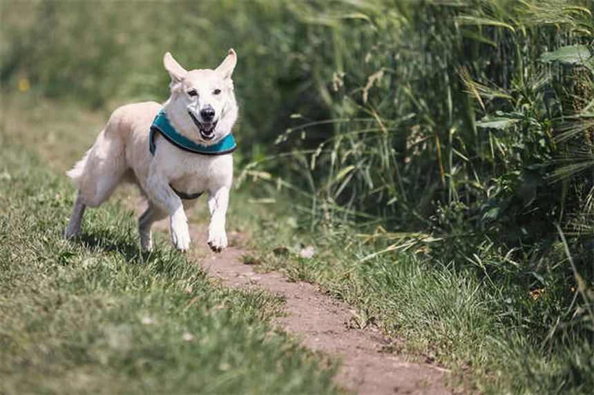 犬の時間感覚を徹底解説！体内時計と嗅覚で感じる世界とは