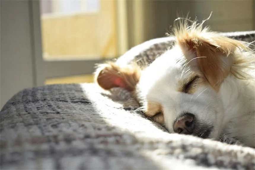マンションで飼いやすい犬種ランキング20選｜小型犬から大型犬まで徹底解説