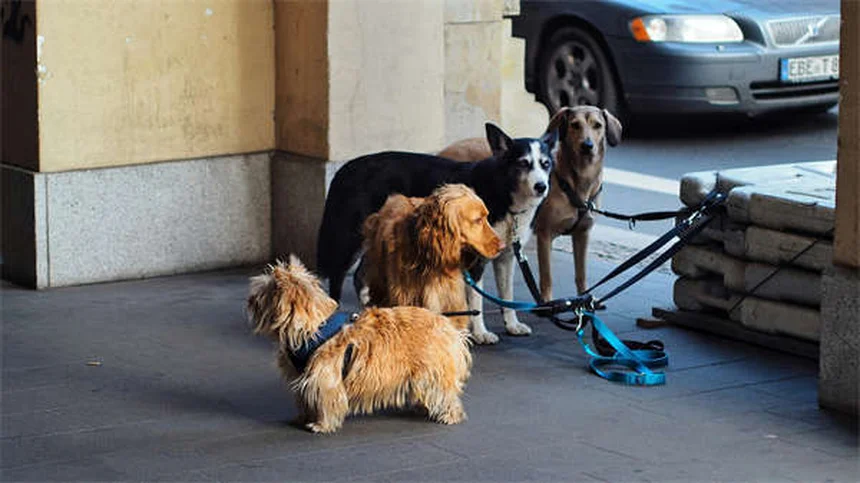 犬の凍傷とは？症状・応急処置・予防法を獣医が解説