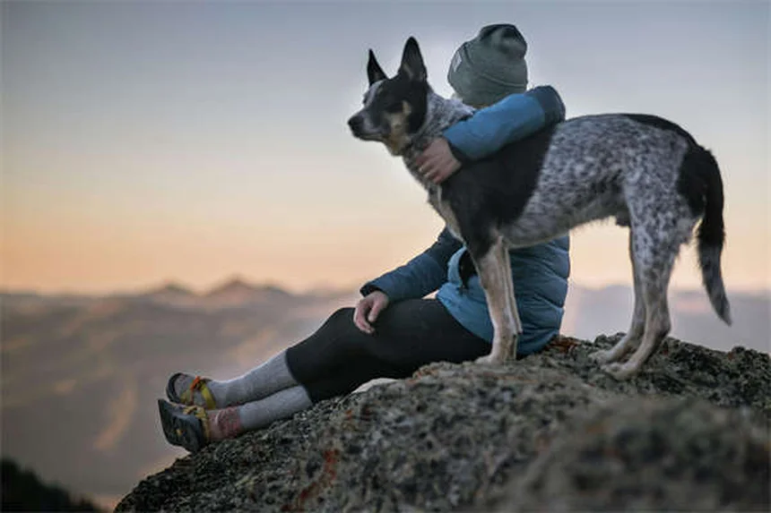 ヒルズ プリスクリプション・ダイエットとは？獣医師が解説する犬用治療食の効果と選び方