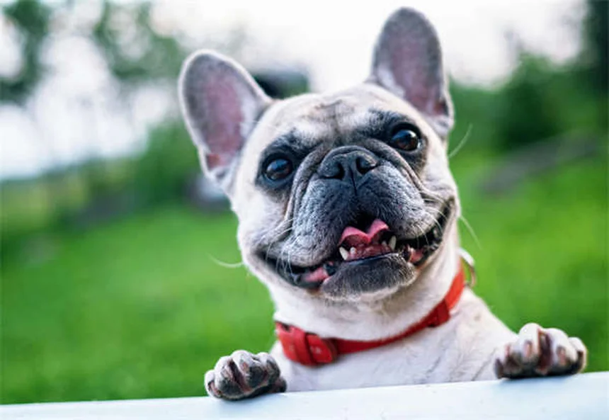 犬の良い市民（CGC）テストとは？合格がもたらす5つのメリットと完全対策