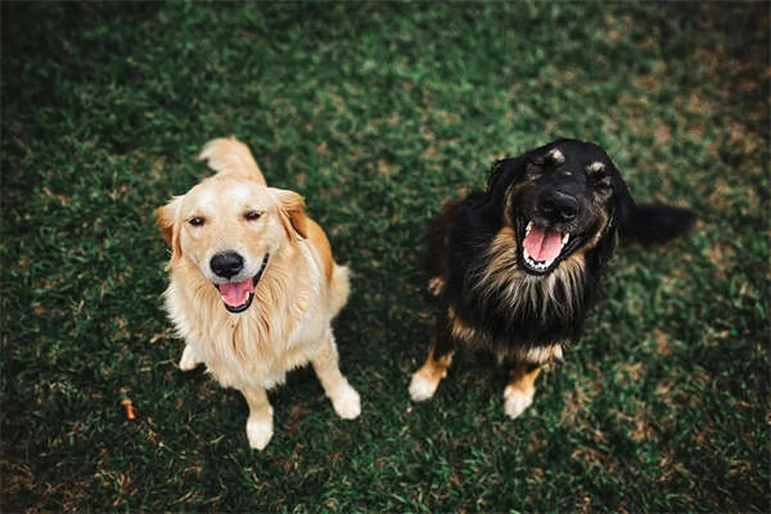 犬や猫にタイレノールは危険？獣医師が解説する正しいペットの痛み止め