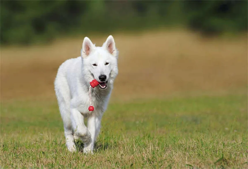 犬が首をかしげる理由3つ｜かわいい仕草の意外な真実と健康サイン