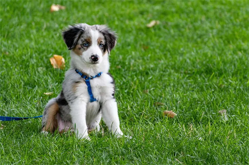 犬のあざができる原因は？自然出血の危険サインと対処法5選