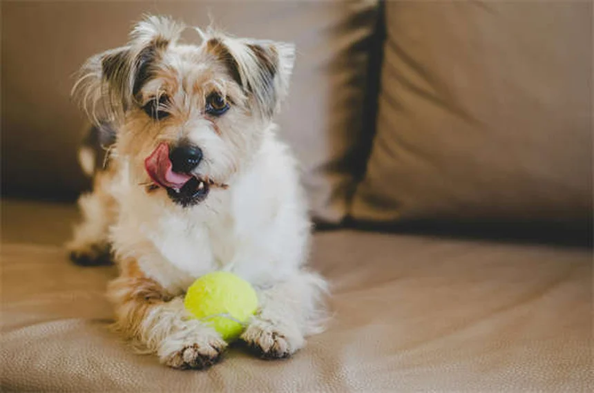 子犬のヘルニアとは？原因・症状から治療法まで獣医師が解説