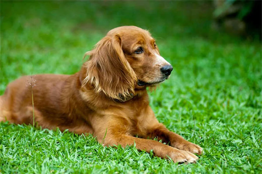 犬の感覚能力：気分・病気・天気まで感知する驚きのメカニズム