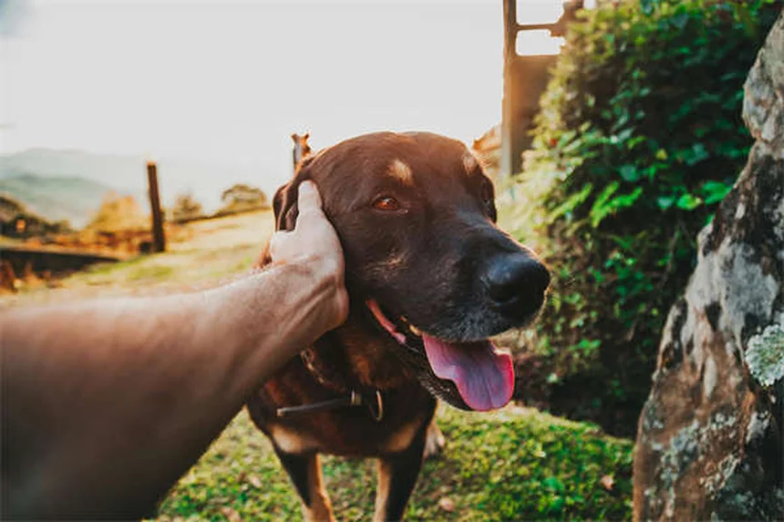 犬のステロイド7種類の違いと副作用｜獣医師が解説する安全な使い方