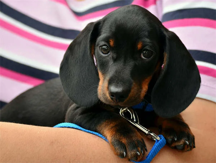 犬は汗をかく？ 愛犬の体温調節の秘密と正しい暑さ対策