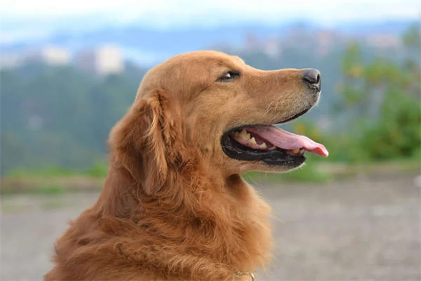 獣医師が教える犬の肺動脈弁狭窄症、よくある誤解と日常管理のポイント