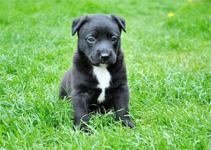 獣医師が教える犬の肺動脈弁狭窄症、よくある誤解と日常管理のポイント