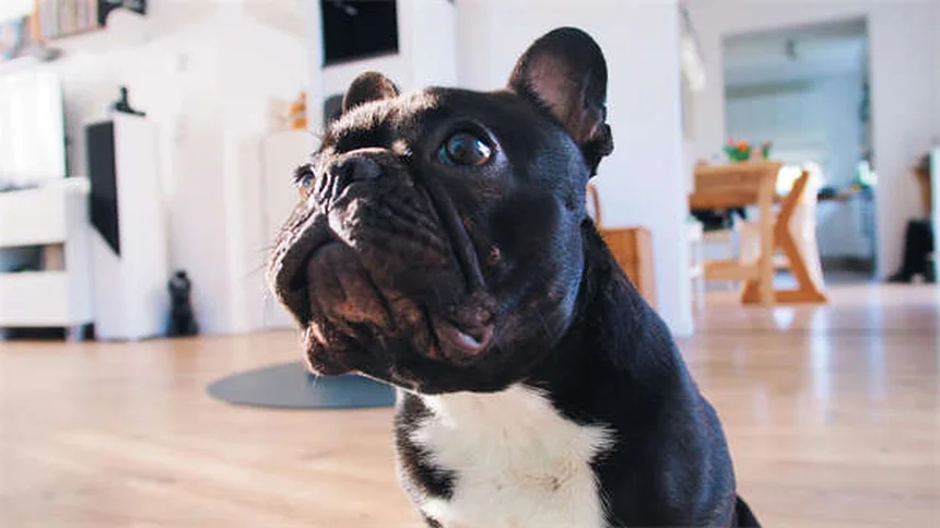 プロプラノロールを犬と猫に使う前に知っておきたい7つのこと