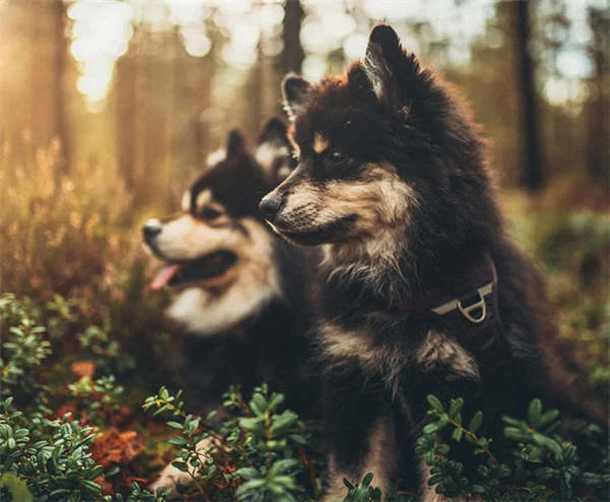 プロプラノロールを犬と猫に使う前に知っておきたい7つのこと