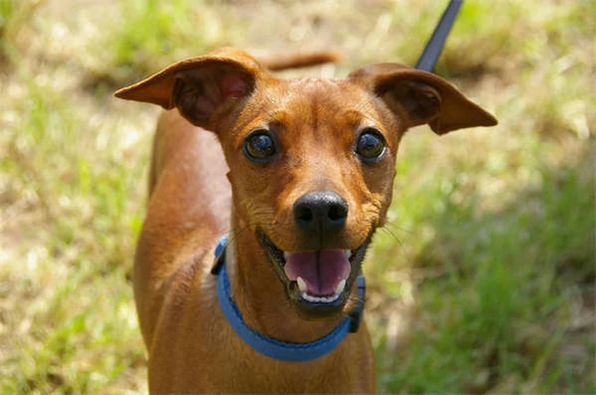 Kaopectate®を犬や猫に使う前に知るべき7つの重要事項