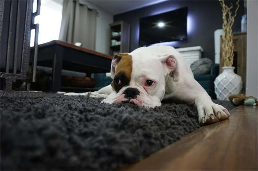犬の涙やけの原因と正しいケア方法｜毎日の習慣で改善する完全ガイド