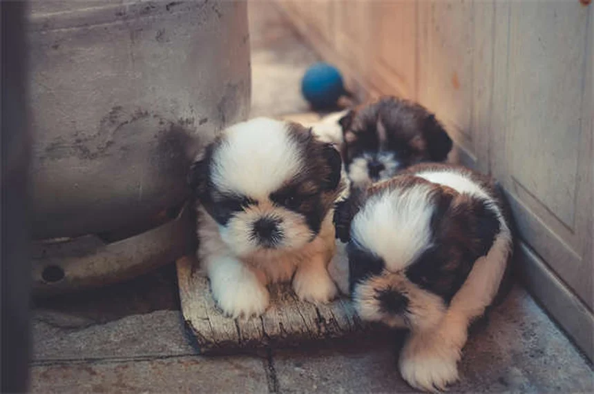 犬へのイモジウム与え方と副作用：安全に使うための注意点