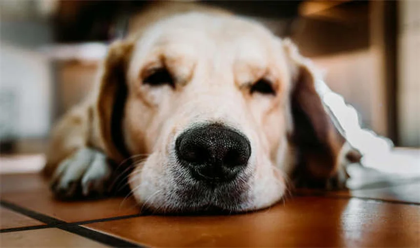 犬へのイモジウム与え方と副作用：安全に使うための注意点