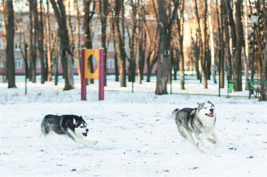 犬と猫のてんかん治療に使うゾニサミド：副作用と正しい使い方で知っておくべきこと