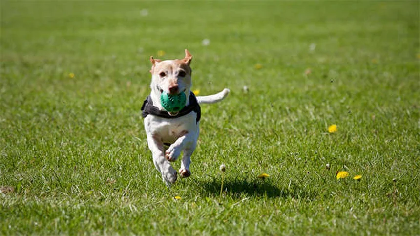 犬と猫のてんかん治療に使うゾニサミド：副作用と正しい使い方で知っておくべきこと