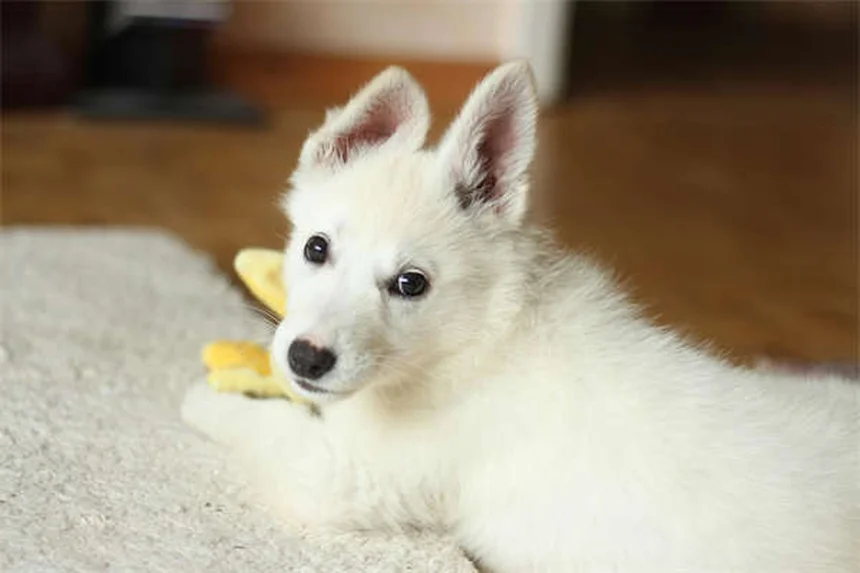犬のボルデテラワクチン、本当に必要？獣医師が効果と副作用を解説