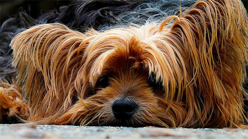 犬のお腹を撫でる理由と正しい撫で方、獣医師が解説