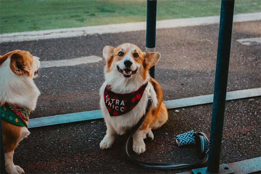 犬と猫のための自然療法：今日から始める7つの実践ステップ