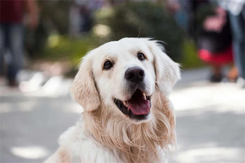 犬のDNA検査でわかる6大ミックス犬種と健康リスク