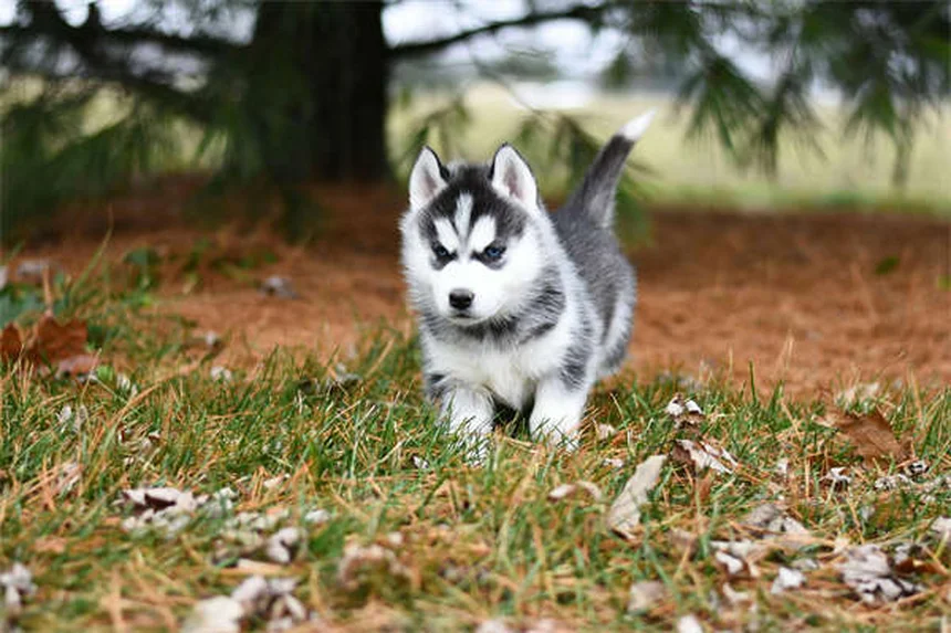 犬の成長が止まる時期はいつ？サイズ別の目安と正しい見極め方