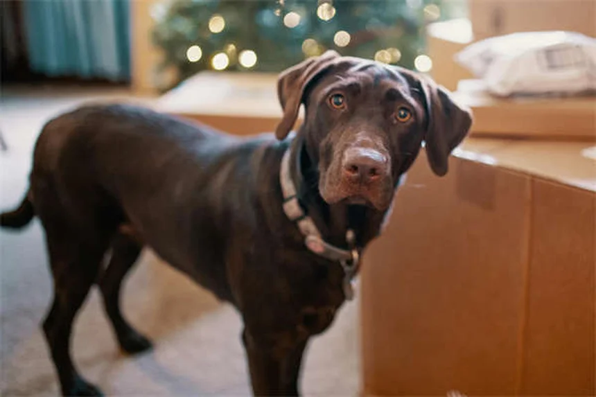 ヒルズ プリスクリプション・ダイエットとは？獣医師が解説する犬用治療食の効果と選び方