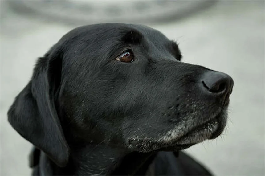 犬のL-カルニチンとは？効果・副作用・正しい与え方を獣医師が解説