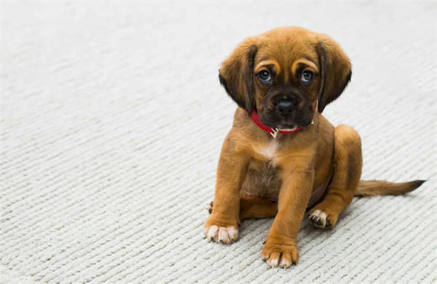 犬のL-カルニチンとは？効果・副作用・正しい与え方を獣医師が解説